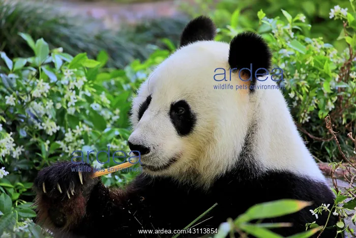 : Giant Panda (Ailuropoda melanoleuca), adult feeding : Giant Panda (Ailuropoda melanoleuca), adult feeding
