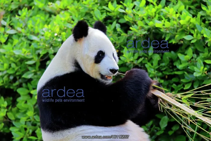 : Giant Panda (Ailuropoda melanoleuca), adult feeding : Giant Panda (Ailuropoda melanoleuca), adult feeding