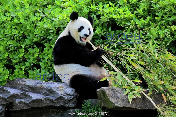 : Giant Panda (Ailuropoda melanoleuca), adult feeding : Giant Panda (Ailuropoda melanoleuca), adult feeding