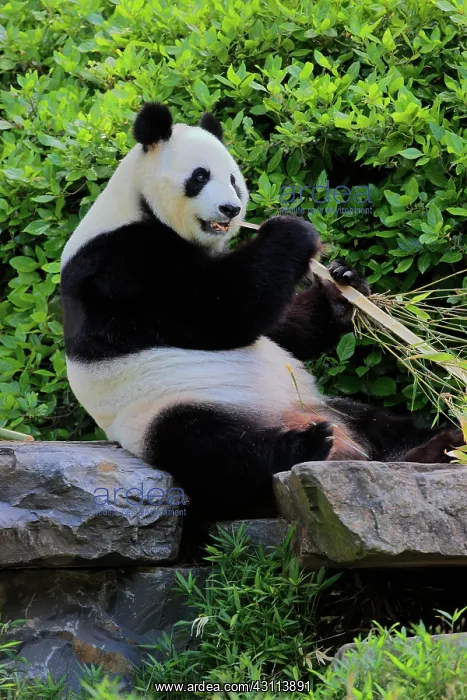 : Giant Panda (Ailuropoda melanoleuca), adult feeding : Giant Panda (Ailuropoda melanoleuca), adult feeding