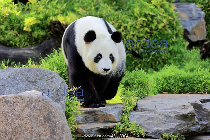 : Giant Panda (Ailuropoda melanoleuca), adult running : Giant Panda (Ailuropoda melanoleuca), adult running