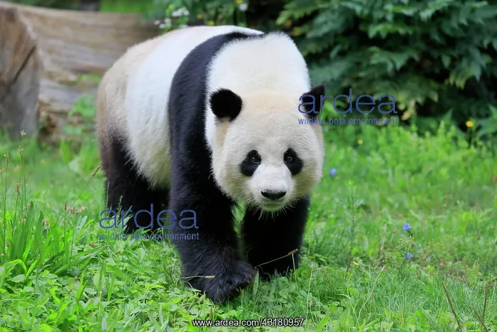 : Giant Panda (Ailuropoda melanoleuca), adult, foraging : Giant Panda (Ailuropoda melanoleuca), adult, foraging