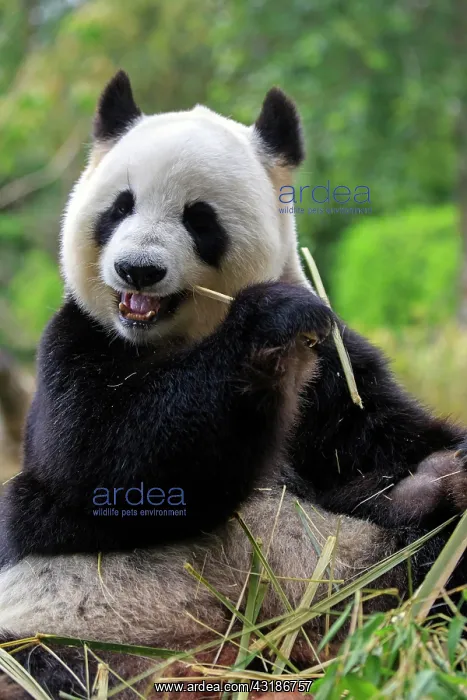 : Giant panda (Ailuropoda melanoleuca), adult, captive : Giant panda (Ailuropoda melanoleuca), adult, captive