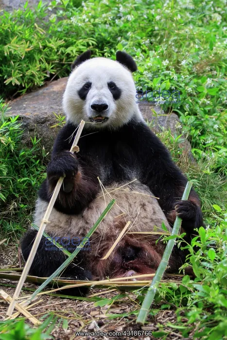 : Giant panda (Ailuropoda melanoleuca), adult, captive : Giant panda (Ailuropoda melanoleuca), adult, captive