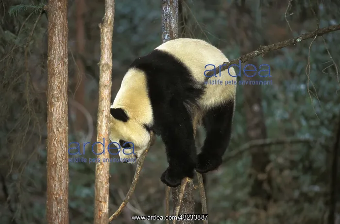 : Giant Panda (ailuropoda melanoleuca), Adult standing : Giant Panda (ailuropoda melanoleuca), Adult standing