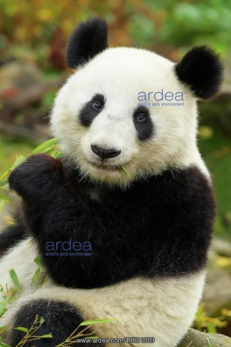 : Giant Panda (ailuropoda melanoleuca) : Giant Panda (ailuropoda melanoleuca)