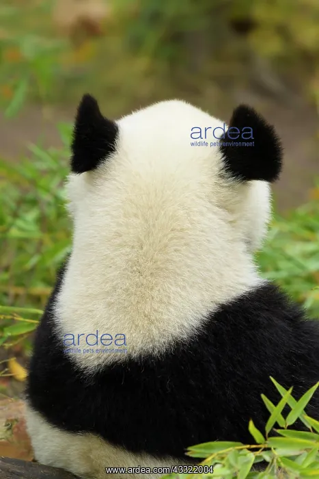 : Giant Panda (Ailuropoda melanoleuca), young back, captive : Giant Panda (Ailuropoda melanoleuca), young back, captive