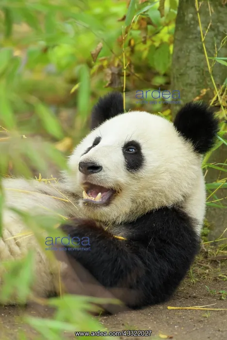 : Giant Panda (Ailuropoda melanoleuca), young lying, captive : Giant Panda (Ailuropoda melanoleuca), young lying, captive