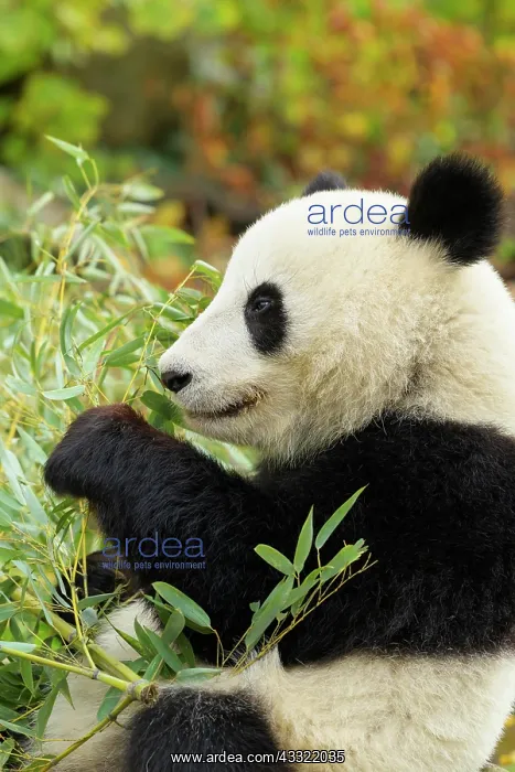  : Giant Panda (Ailuropoda melanoleuca), young eating, captive