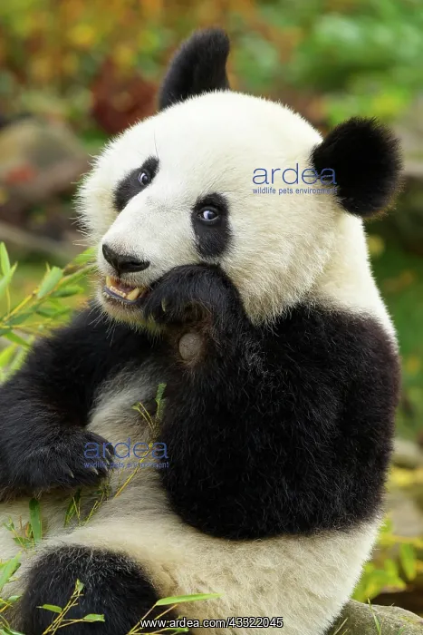 : Giant Panda (Ailuropoda melanoleuca), young eating, captive : Giant Panda (Ailuropoda melanoleuca), young eating, captive