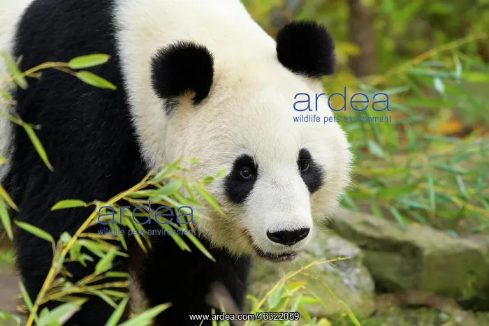 : Giant Panda (Ailuropoda melanoleuca), young, captive : Giant Panda (Ailuropoda melanoleuca), young, captive