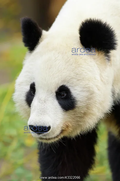 : Giant Panda (Ailuropoda melanoleuca), young, captive : Giant Panda (Ailuropoda melanoleuca), young, captive