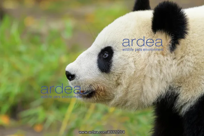 : Giant Panda (Ailuropoda melanoleuca), young, captive : Giant Panda (Ailuropoda melanoleuca), young, captive