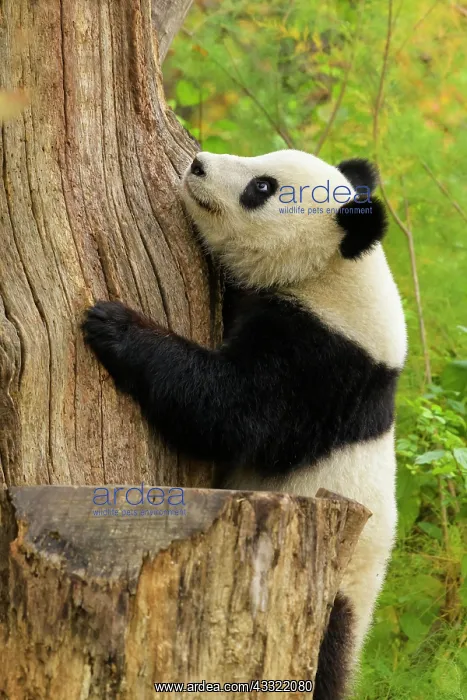  : Giant Panda (Ailuropoda melanoleuca), young climbing