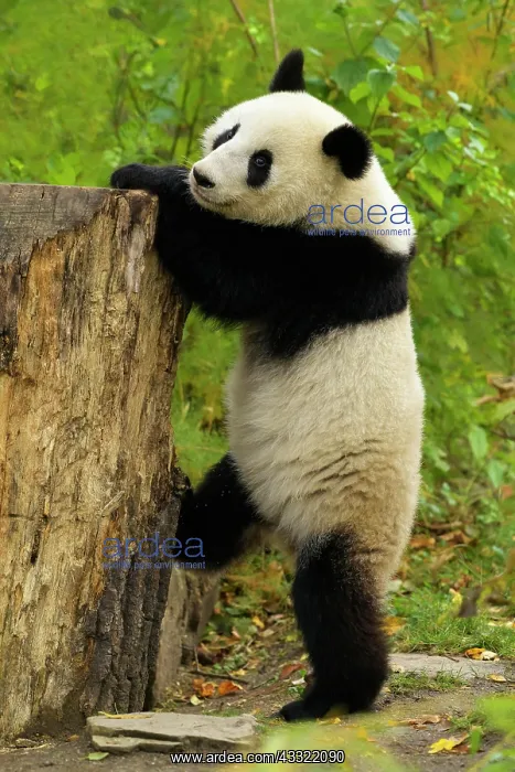 : Giant Panda (Ailuropoda melanoleuca), young stands, captive : Giant Panda (Ailuropoda melanoleuca), young stands, captive