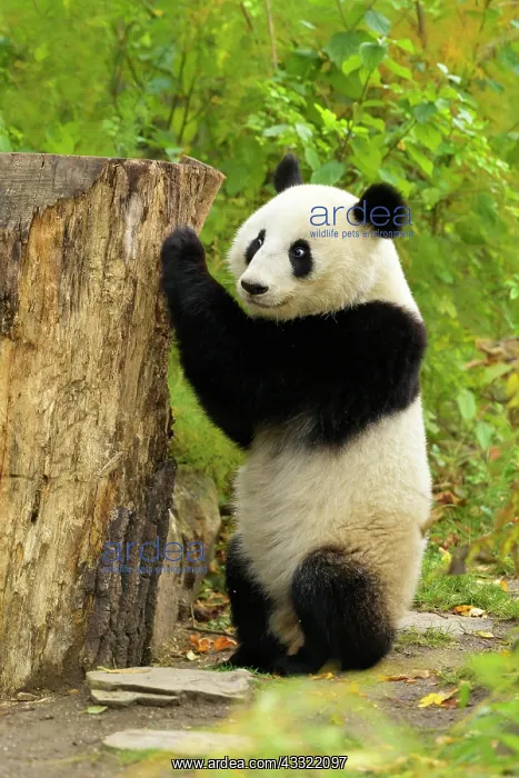 : Giant Panda (Ailuropoda melanoleuca), young stands, captive : Giant Panda (Ailuropoda melanoleuca), young stands, captive