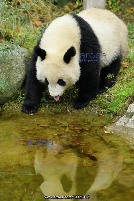  : Giant Panda (Ailuropoda melanoleuca), young drinks, captive