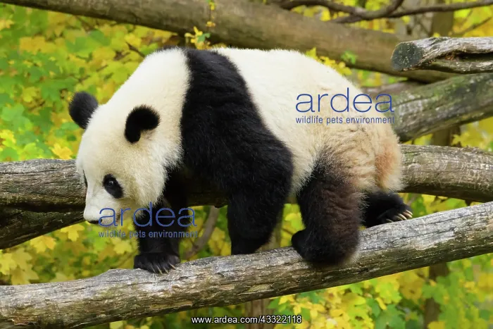 : Giant Panda (Ailuropoda melanoleuca), young climbing : Giant Panda (Ailuropoda melanoleuca), young climbing