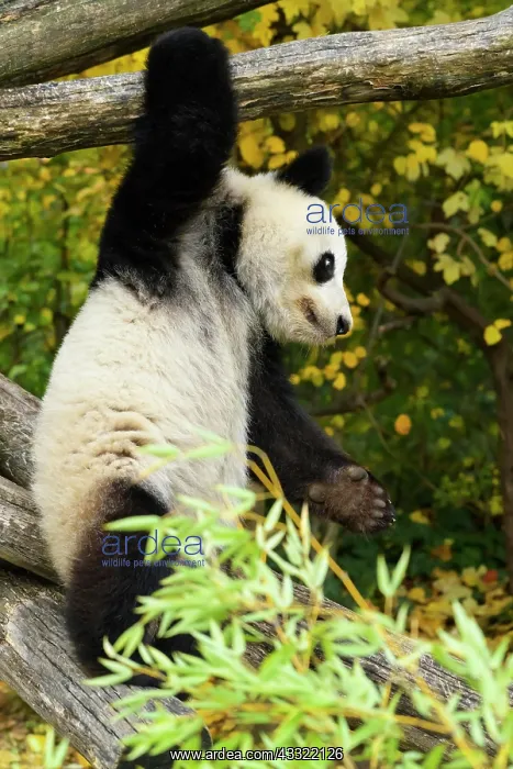 : Giant Panda (Ailuropoda melanoleuca), young climbing : Giant Panda (Ailuropoda melanoleuca), young climbing