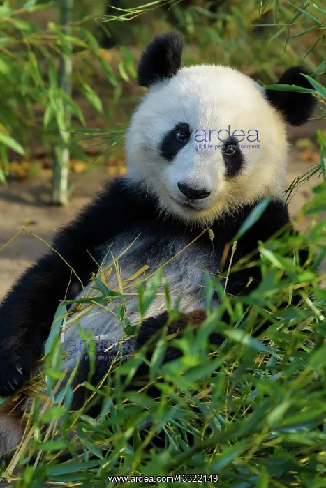 : Giant Panda (Ailuropoda melanoleuca), young, captive : Giant Panda (Ailuropoda melanoleuca), young, captive