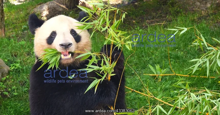 : Giant Panda (ailuropoda melanoleuca), Adult eati : Giant Panda (ailuropoda melanoleuca), Adult eati
