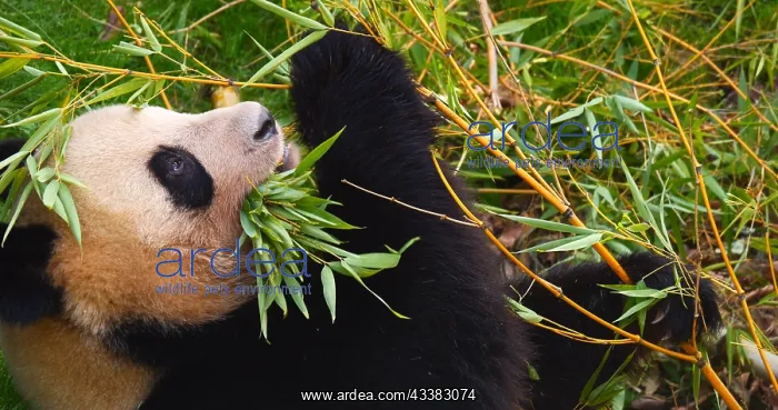 : Giant Panda (ailuropoda melanoleuca), Adult eati : Giant Panda (ailuropoda melanoleuca), Adult eati