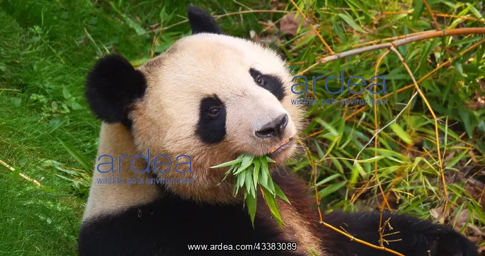  : Giant Panda (ailuropoda melanoleuca), Adult eati