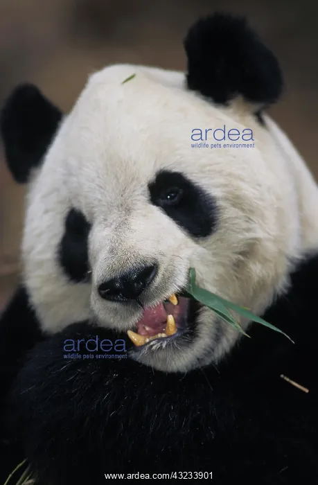 : Giant Panda (ailuropoda melanoleuca), Adult eating : Giant Panda (ailuropoda melanoleuca), Adult eating