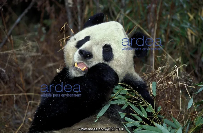 : Giant Panda (ailuropoda melanoleuca), Adult eating : Giant Panda (ailuropoda melanoleuca), Adult eating