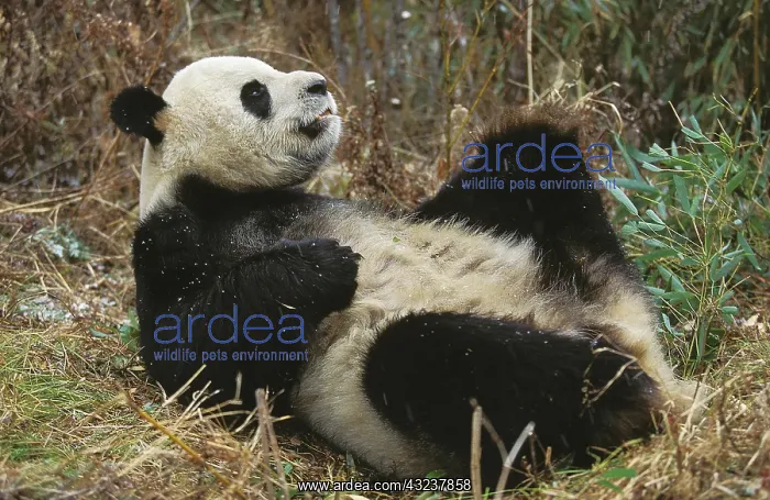 : Giant Panda (ailuropoda melanoleuca), Adult laying : Giant Panda (ailuropoda melanoleuca), Adult laying