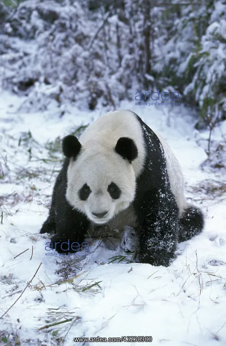 : Giant Panda (ailuropoda melanoleuca), Adult sittin : Giant Panda (ailuropoda melanoleuca), Adult sittin