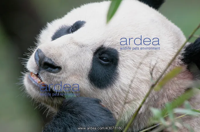 : grass. Giant panda (Ailuropoda melanoleuca) eating unidentified bamboo (Poaceae) : grass. Giant panda (Ailuropoda melanoleuca) eating unidentified bamboo (Poaceae)
