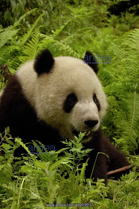 : Giant panda (Ailuropoda melanoleuca) family: : Giant panda (Ailuropoda melanoleuca) family: