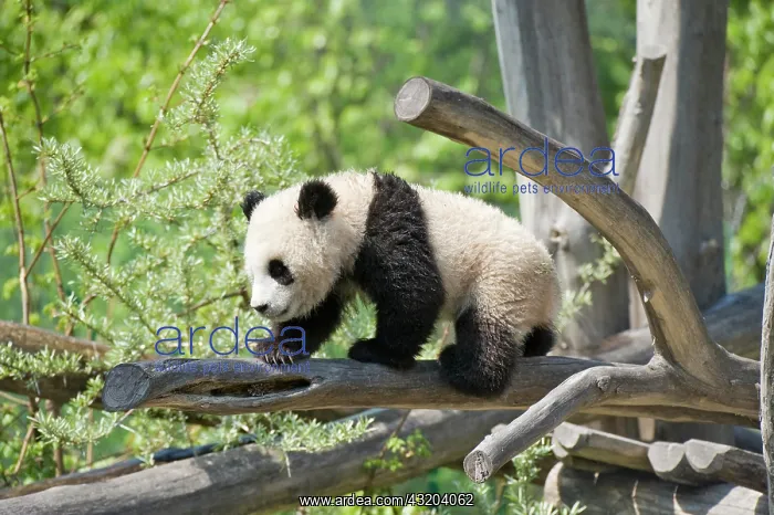 : Giant Panda (Ailuropoda melanoleuca), Fu Long, Zoo : Giant Panda (Ailuropoda melanoleuca), Fu Long, Zoo