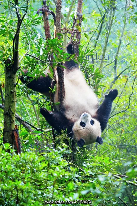 : Giant Panda (Ailuropoda melanoleuca) hanging in : Giant Panda (Ailuropoda melanoleuca) hanging in