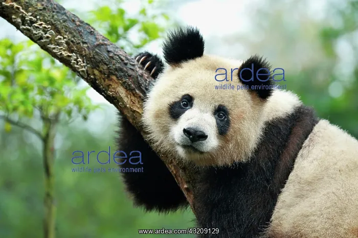 : Giant Panda (Ailuropoda melanoleuca) perched on : Giant Panda (Ailuropoda melanoleuca) perched on