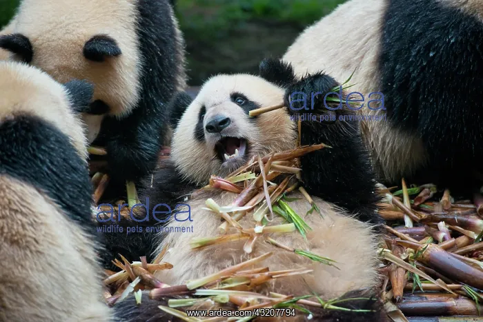 : Giant panda (Ailuropoda melanoleuca) at the Research : Giant panda (Ailuropoda melanoleuca) at the Research