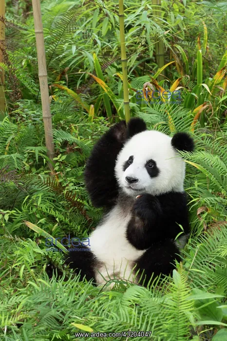 : Giant Panda (Ailuropoda melanoleuca), two years : Giant Panda (Ailuropoda melanoleuca), two years