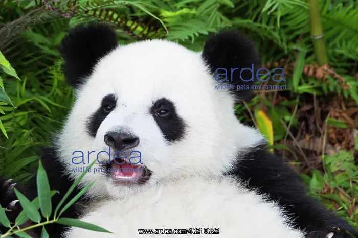 : Giant Panda (Ailuropoda melanoleuca), two years : Giant Panda (Ailuropoda melanoleuca), two years