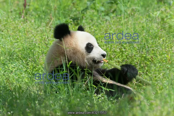 : Giant Panda (Ailuropoda melanoleuca), two years : Giant Panda (Ailuropoda melanoleuca), two years