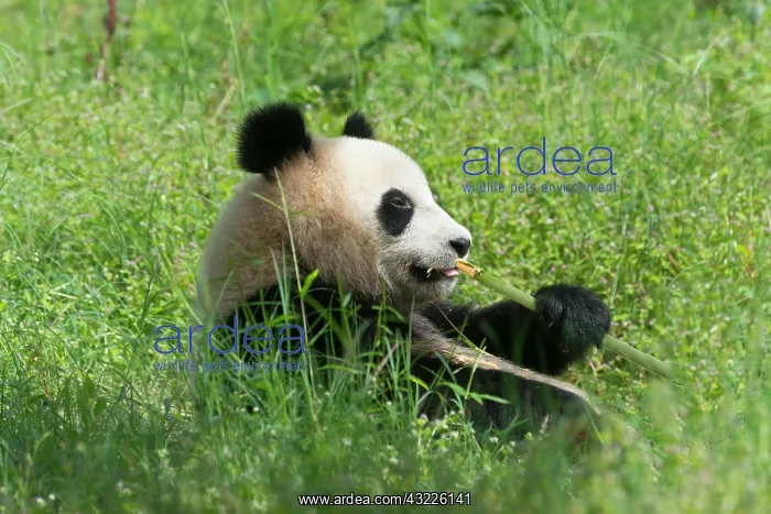 : Giant Panda (Ailuropoda melanoleuca), two years : Giant Panda (Ailuropoda melanoleuca), two years