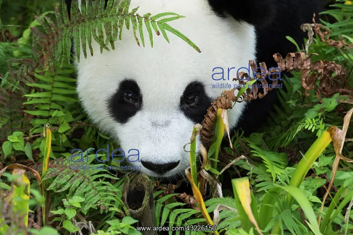 : Giant Panda (Ailuropoda melanoleuca), two years : Giant Panda (Ailuropoda melanoleuca), two years