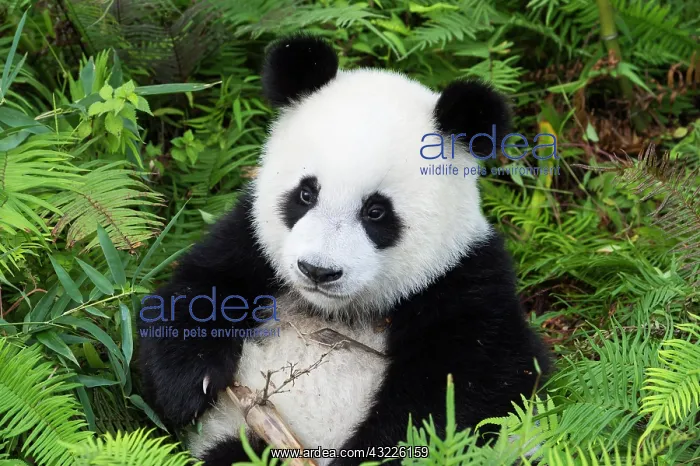 : Giant Panda (Ailuropoda melanoleuca), two years : Giant Panda (Ailuropoda melanoleuca), two years