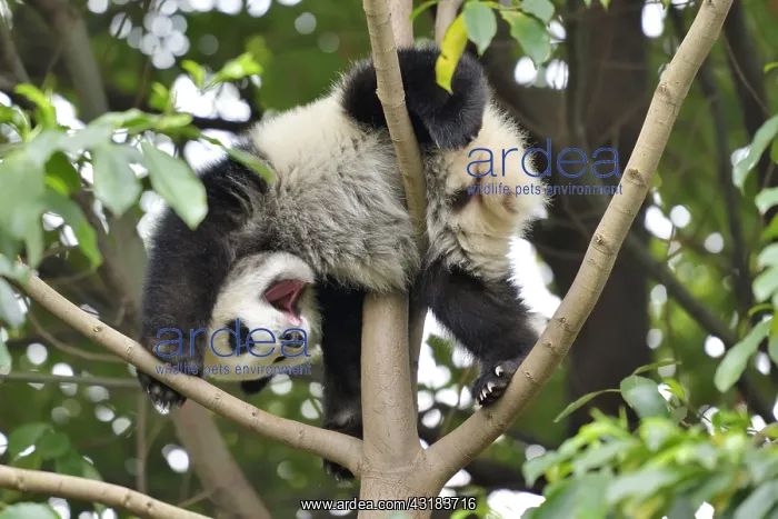 : Giant Panda (Ailuropoda melanoleuca) young in a : Giant Panda (Ailuropoda melanoleuca) young in a