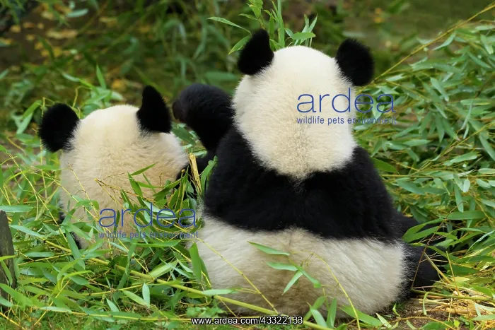  : Giant Panda (Ailuropoda melanoleuca), two young