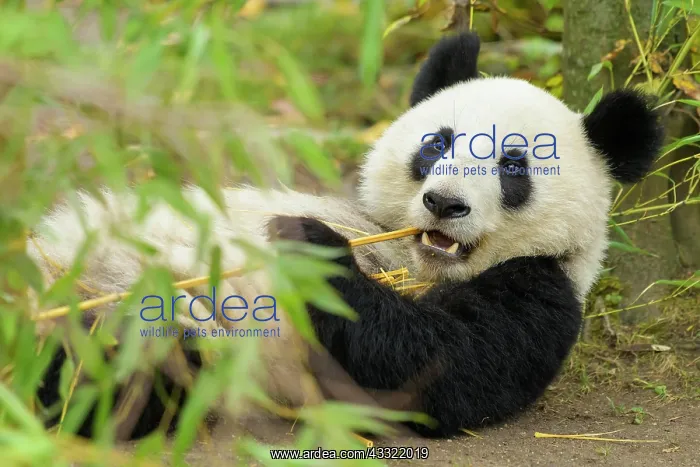  : Giant Panda (Ailuropoda melanoleuca), young lying