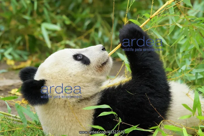 : Giant Panda (Ailuropoda melanoleuca), young lying : Giant Panda (Ailuropoda melanoleuca), young lying