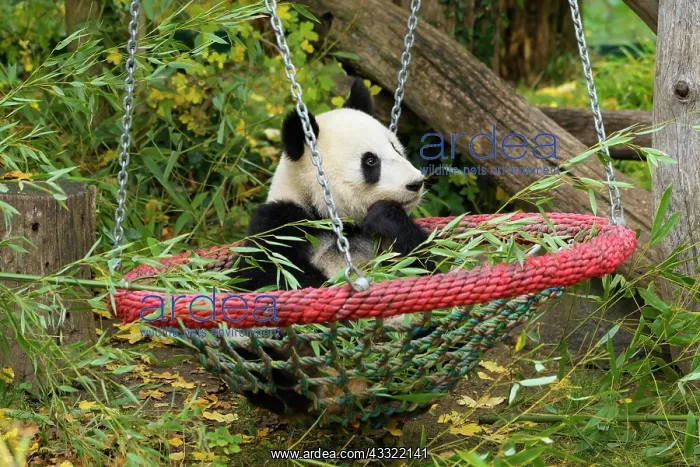 : Giant Panda (Ailuropoda melanoleuca), young in swing : Giant Panda (Ailuropoda melanoleuca), young in swing