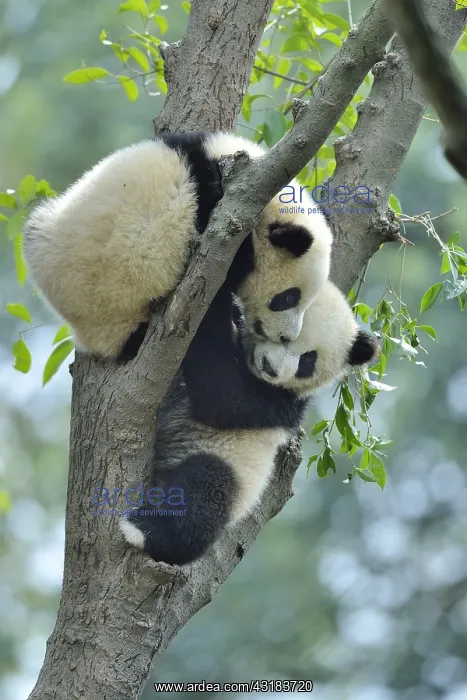 : Giant Panda (Ailuropoda melanoleuca) youngs in a : Giant Panda (Ailuropoda melanoleuca) youngs in a
