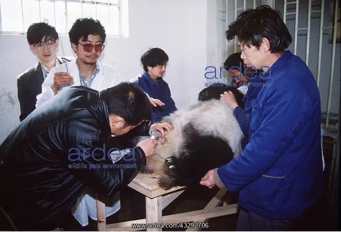 : GIANT PANDA - artificial insemination : GIANT PANDA - artificial insemination